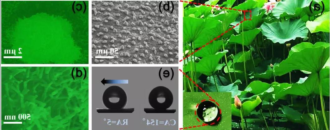 图2. 荷叶表面微观结构SEM图及水滴<a href='http://qrglqw.altezatlaxcala.com'><a href='http://qrglqw.altezatlaxcala.com'>正规赌博平台</a>在</a>表面的行为
